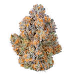 Hog Leg Farm Flower - 41G's - Hybrid