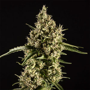 14ER - Pre-Pack - Durban Poison - 3.5g